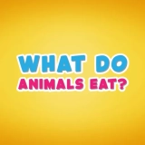 What Do Animals Eat?